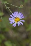 Late Purple Aster, Symphyotrichum patens
