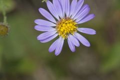 Late Purple Aster