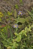 Late Purple Aster, Symphyotrichum patens