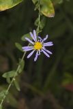 Late Purple Aster, Symphyotrichum patens