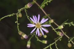 Late Purple Aster, Symphyotrichum patens