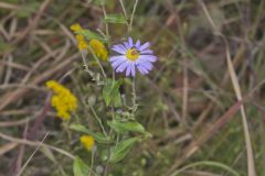 Late Purple Aster, Symphyotrichum patens Late Purple Aster, Symphyotrichum patens