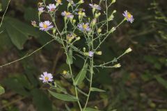 Late Purple Aster, Symphyotrichum patens