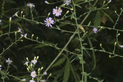 Late Purple Aster, Symphyotrichum patens