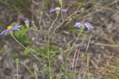 Late Purple Aster, Symphyotrichum patens