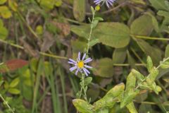 Late Purple Aster, Symphyotrichum patens Late Purple Aster, Symphyotrichum patens