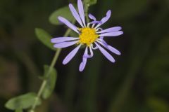 Late Purple Aster, Symphyotrichum patens
