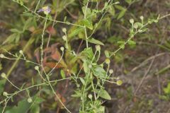Late Purple Aster, Symphyotrichum patens Late Purple Aster, Symphyotrichum patens