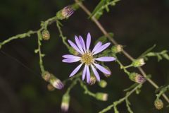 Late Purple Aster, Symphyotrichum patens Late Purple Aster, Symphyotrichum patens