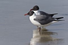 Laughing Gull, Leucophaeus atricilla