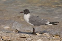 Laughing Gull, Leucophaeus atricilla