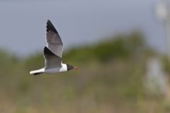 Laughing Gull, Leucophaeus atricilla