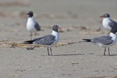 Laughing Gull, Leucophaeus atricilla
