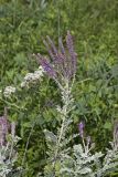 Leadplant, Amorpha canescens