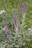 Leadplant, Amorpha canescens
