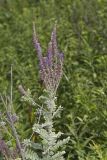 Leadplant, Amorpha canescens