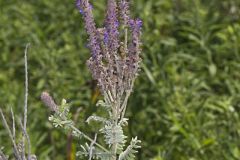 Leadplant