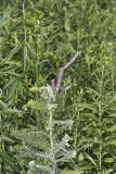 Leadplant, Amorpha canescens