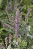 Leadplant, Amorpha canescens
