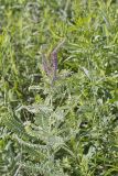 Leadplant, Amorpha canescens