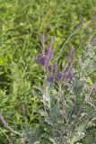 Leadplant, Amorpha canescens