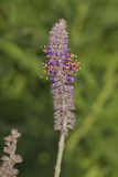 Leadplant, Amorpha canescens
