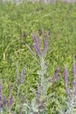 Leadplant, Amorpha canescens