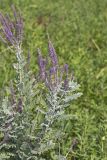 Leadplant, Amorpha canescens