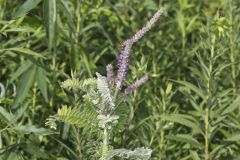 Leadplant, Amorpha canescens
