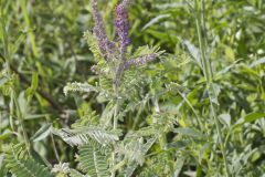 Leadplant, Amorpha canescens