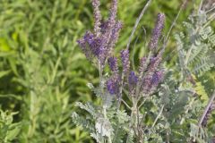 Leadplant, Amorpha canescens