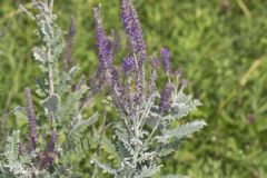 Leadplant, Amorpha canescens