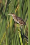 Least Bittern, Ixobrychus exilis