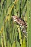 Least Bittern, Ixobrychus exilis