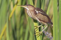 Least Bittern