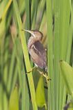 Least Bittern, Ixobrychus exilis