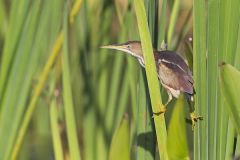 Least Bittern, Ixobrychus exilis