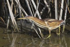 Least Bittern, Ixobrychus exilis