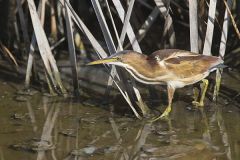 Least Bittern, Ixobrychus exilis