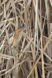 Least Bittern, Ixobrychus exilis