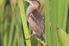 Least Bittern, Ixobrychus exilis