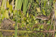 Least Bittern, Ixobrychus exilis