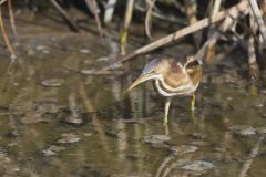 Least Bittern, Ixobrychus exilis