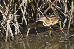 Least Bittern, Ixobrychus exilis