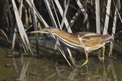 Least Bittern, Ixobrychus exilis