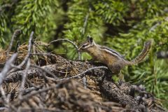 Least Chipmunk, Neotamias minimus