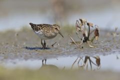Least Sandpiper, Calidris minutilla