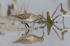 Least Sandpiper, Calidris minutilla