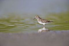 Least Sandpiper, Calidris minutilla