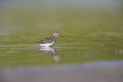 Least Sandpiper, Calidris minutilla